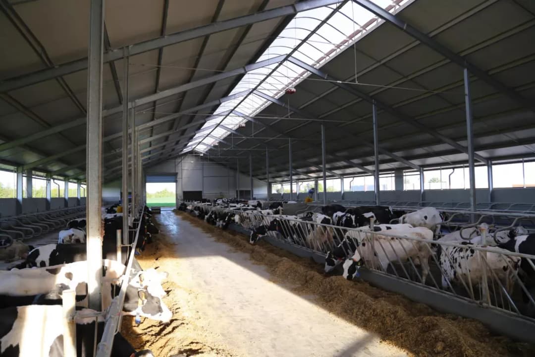 Ile kosztuje budowa obory na 50 krów? Zaskakujące wydatki i porady